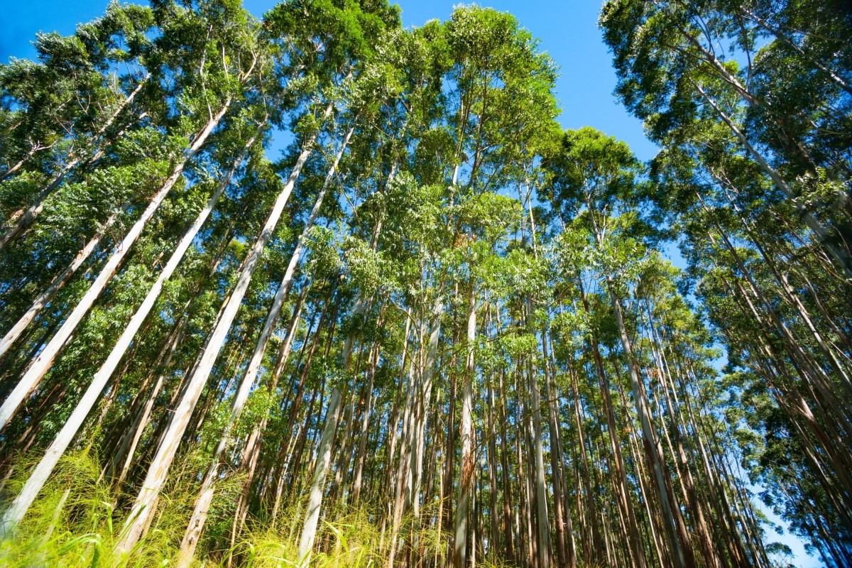 Forestry